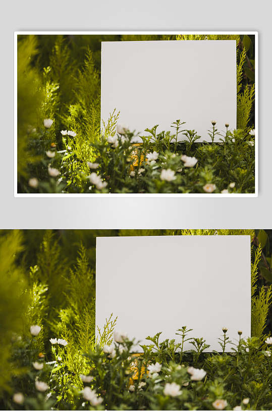 绿色植物花语花朵高清摄影图片 植物摄影图