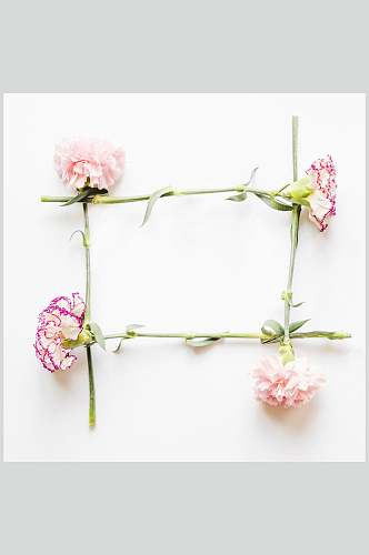 创意精致康乃馨花语花朵高清图片