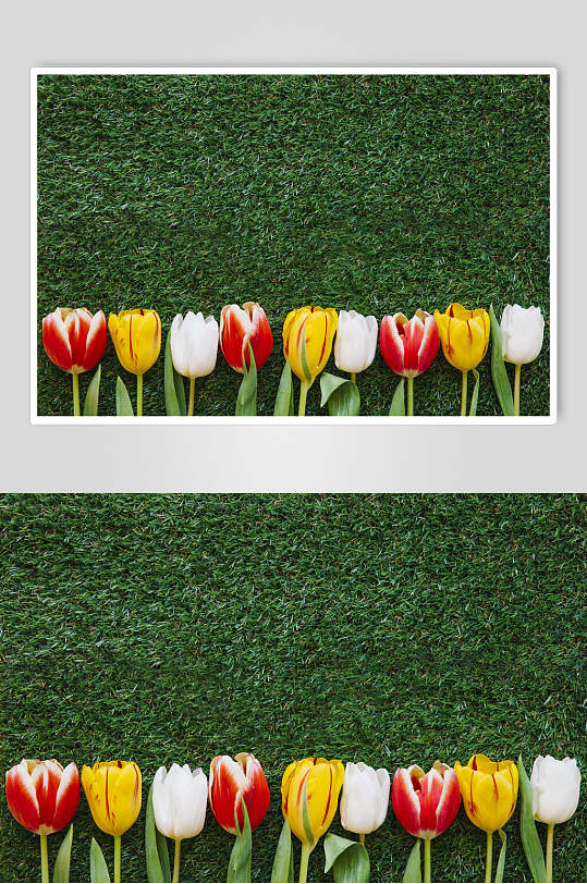 郁金香高清背景图片-郁金香高清背景设计素材-郁金香高清背景模板下载