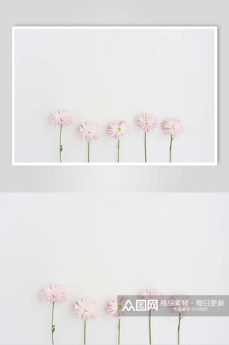 简约白色康乃馨花语花朵高清图片素材