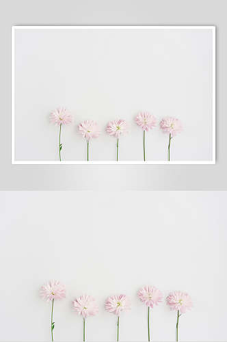 简约白色康乃馨花语花朵高清图片