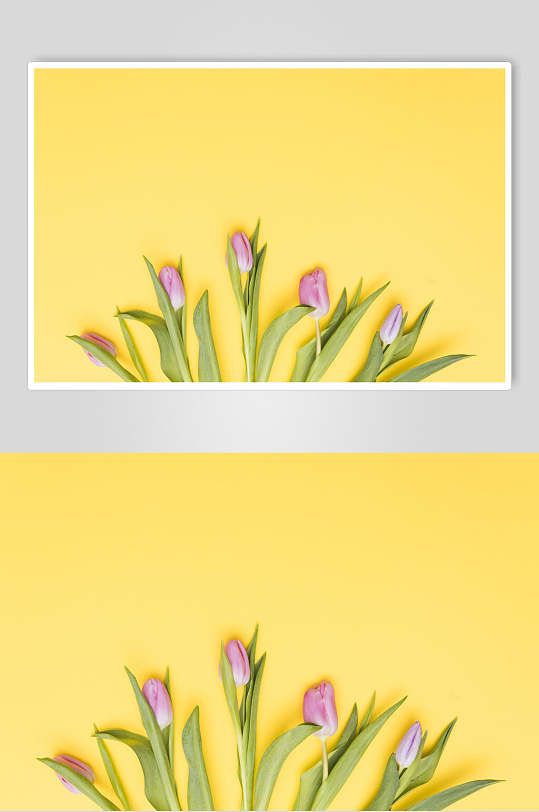 黄色鲜花花语花朵高清图片