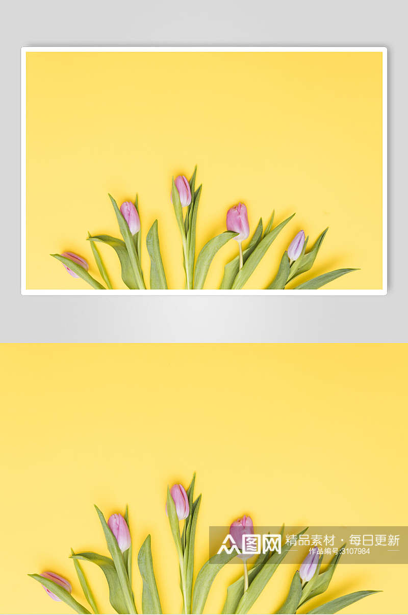 黄色鲜花花语花朵高清图片素材
