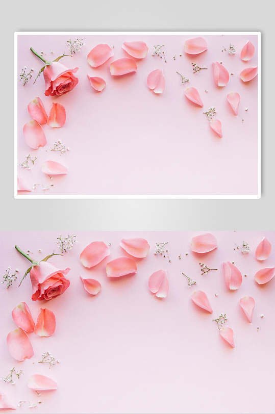 粉色浪漫花瓣花语花朵高清图片