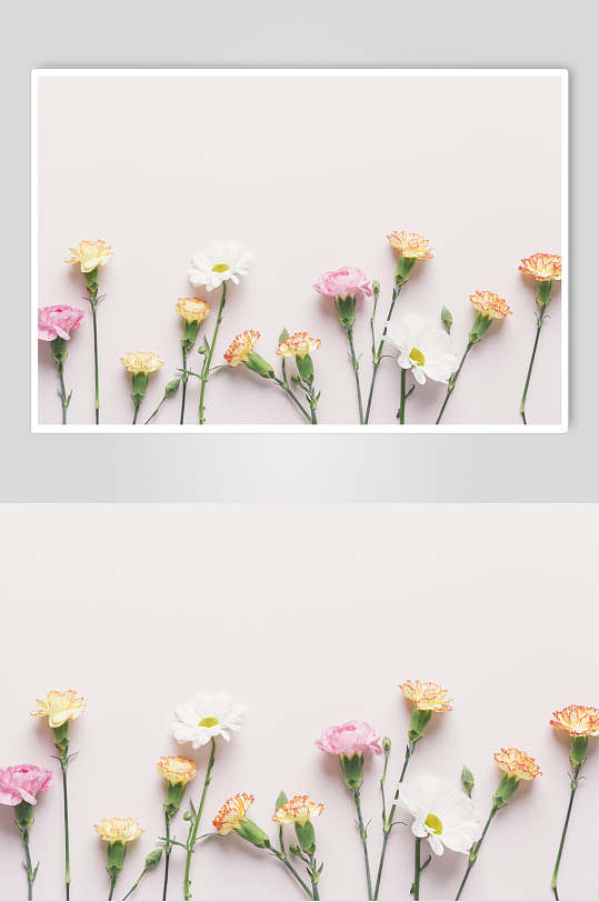 极简康乃馨花语花朵高清图片