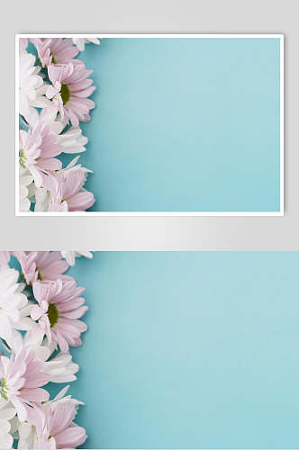 清新粉蓝色菊花花语花朵高清图片