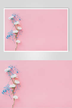 简约时尚粉色花语花朵高清图片