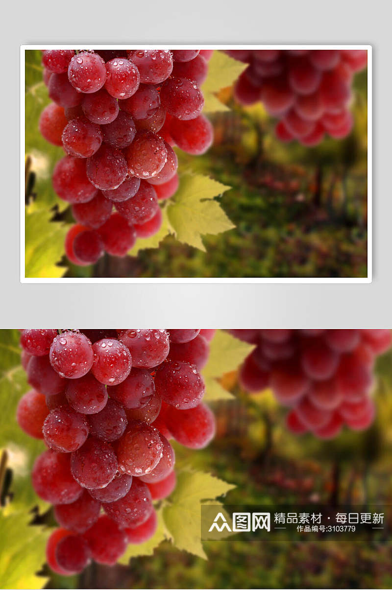 高清红润水果葡萄食品图片素材