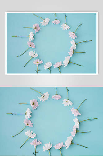 创意蓝色鲜花花语花朵高清图片