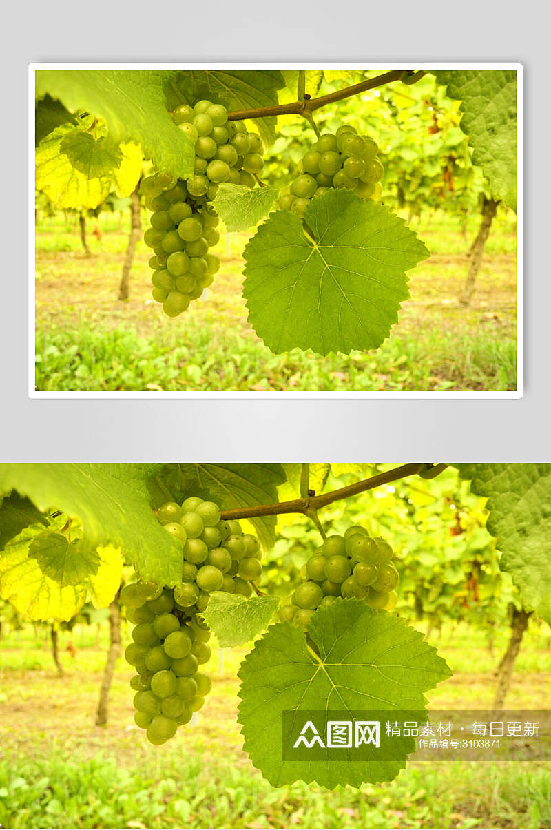 绿色新鲜高清水果葡萄食物图片素材