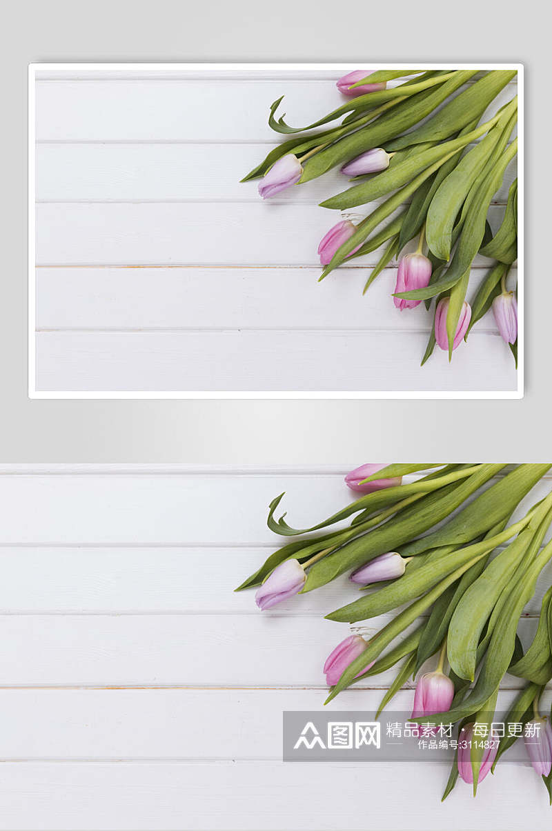 简约郁金香鲜花花语花朵高清图片素材