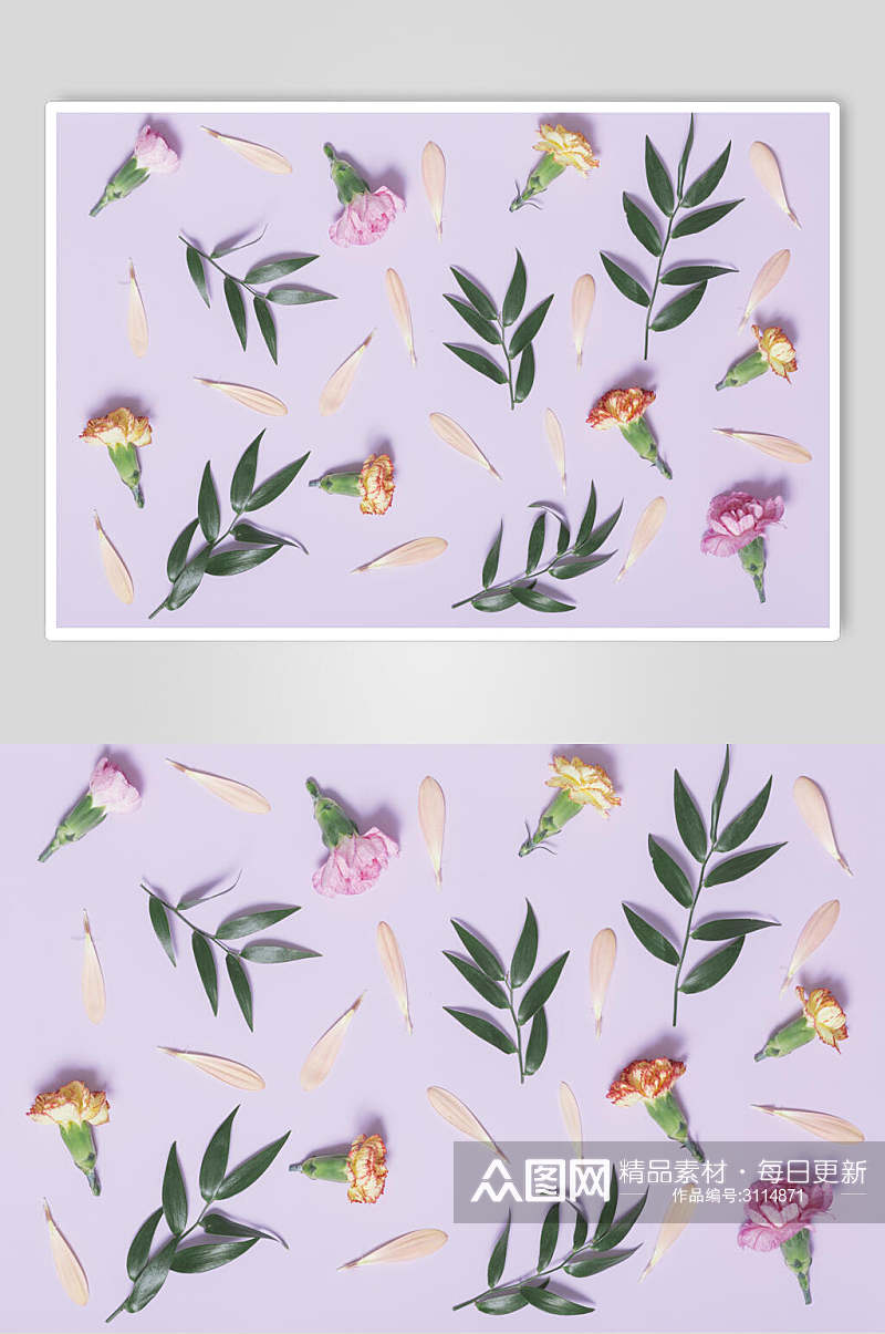 树叶康乃馨花语花朵高清图片素材