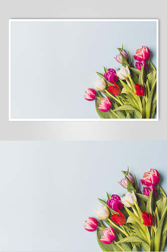 简洁花语花朵高清图片