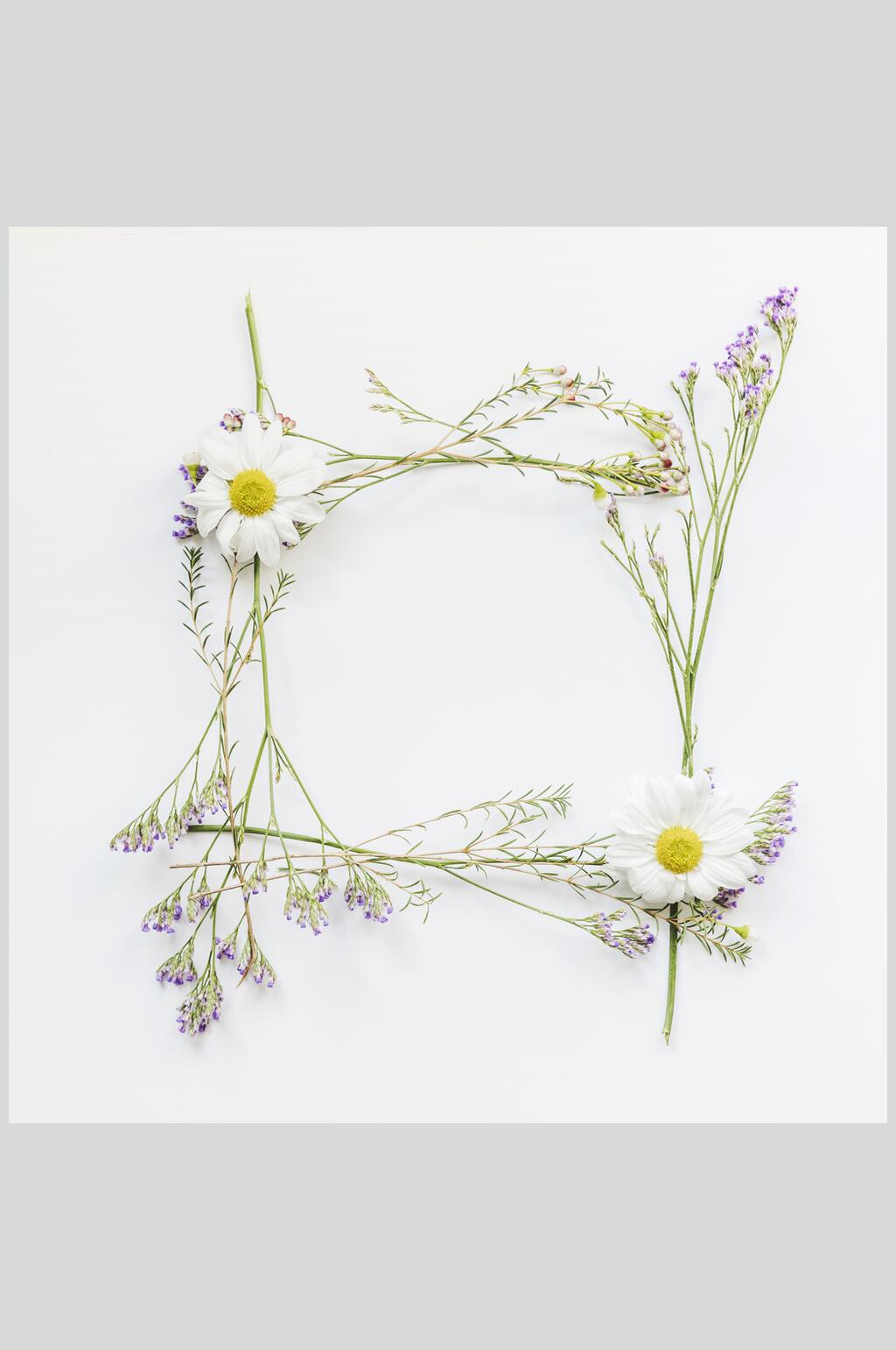 创意简洁鲜花花语花朵高清图片素材
