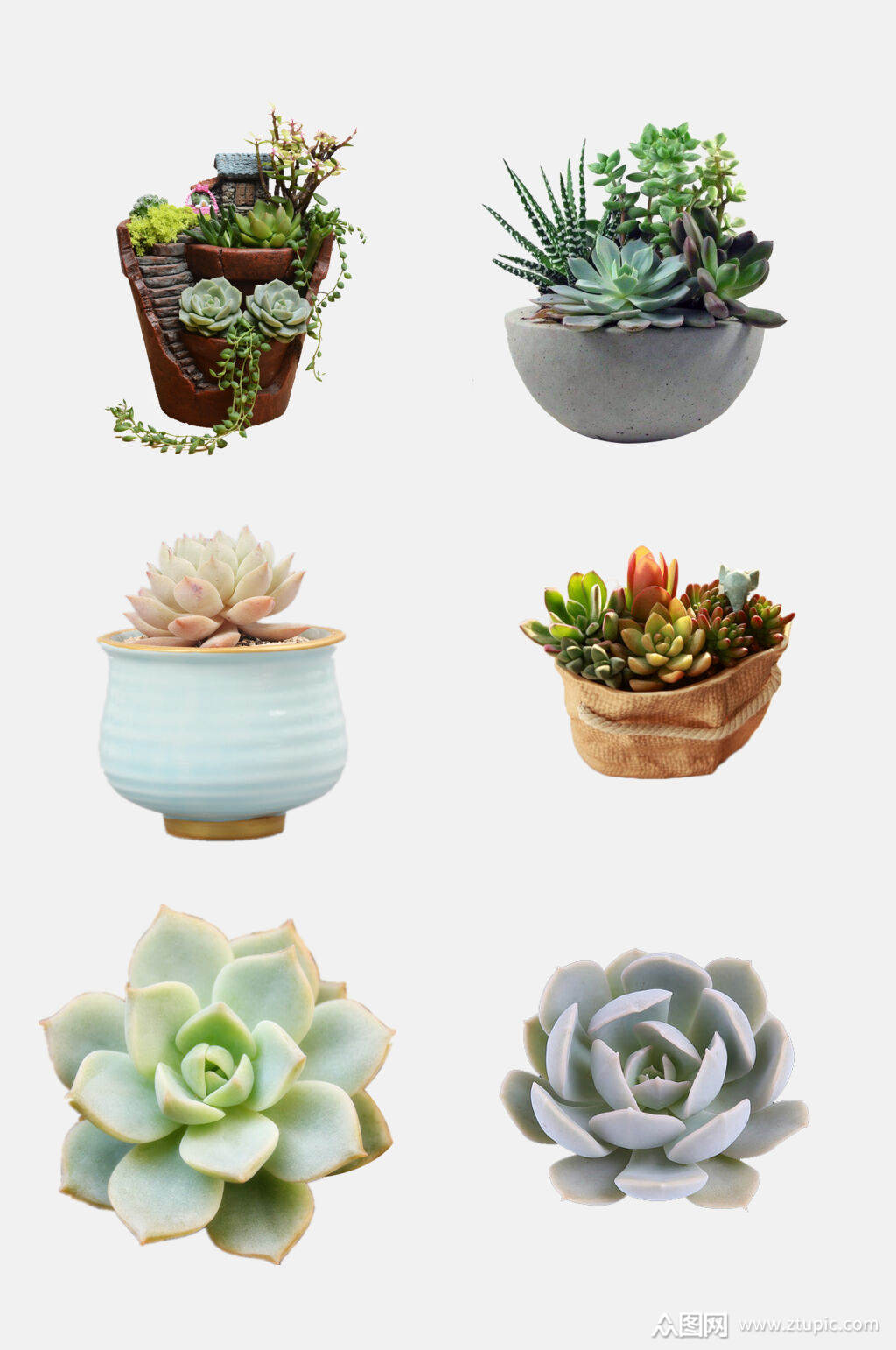 清新盆栽多肉植物免抠素材素材