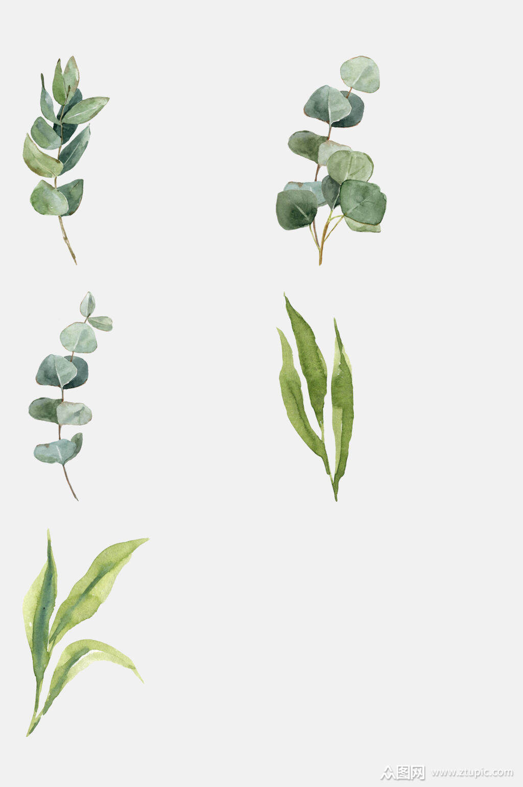 水彩桉树树叶免抠素材素材