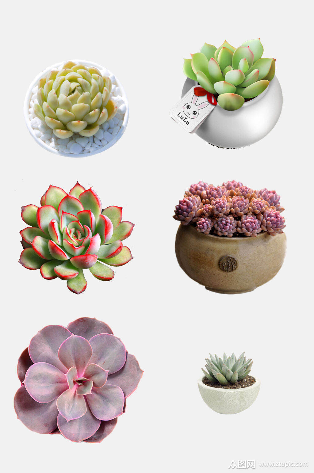 精致多肉植物免抠素材素材