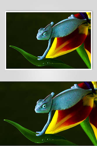 创意蜥蜴变色龙图片