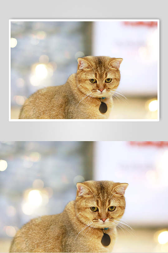 新疆小花猫图片-新疆小花猫素材下载-众图网