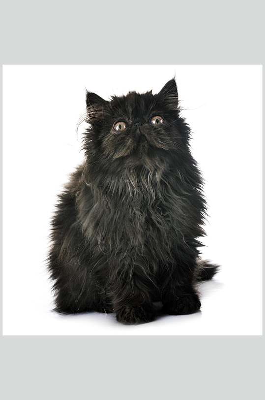 黑猫猫咪高清摄影图片