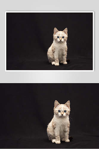 猫咪高清摄影图片