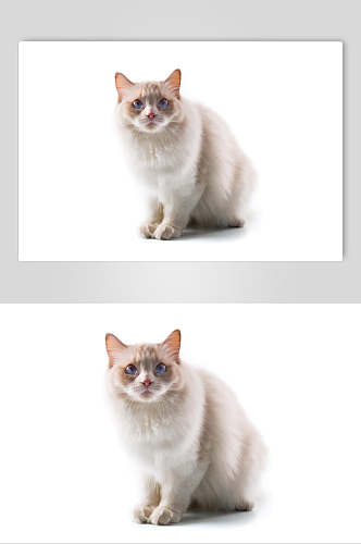 白底猫咪摄影图