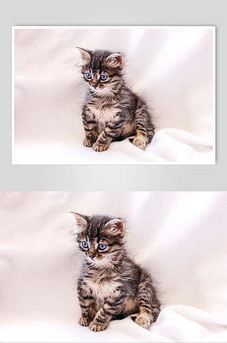 小猫猫咪高清摄影图片