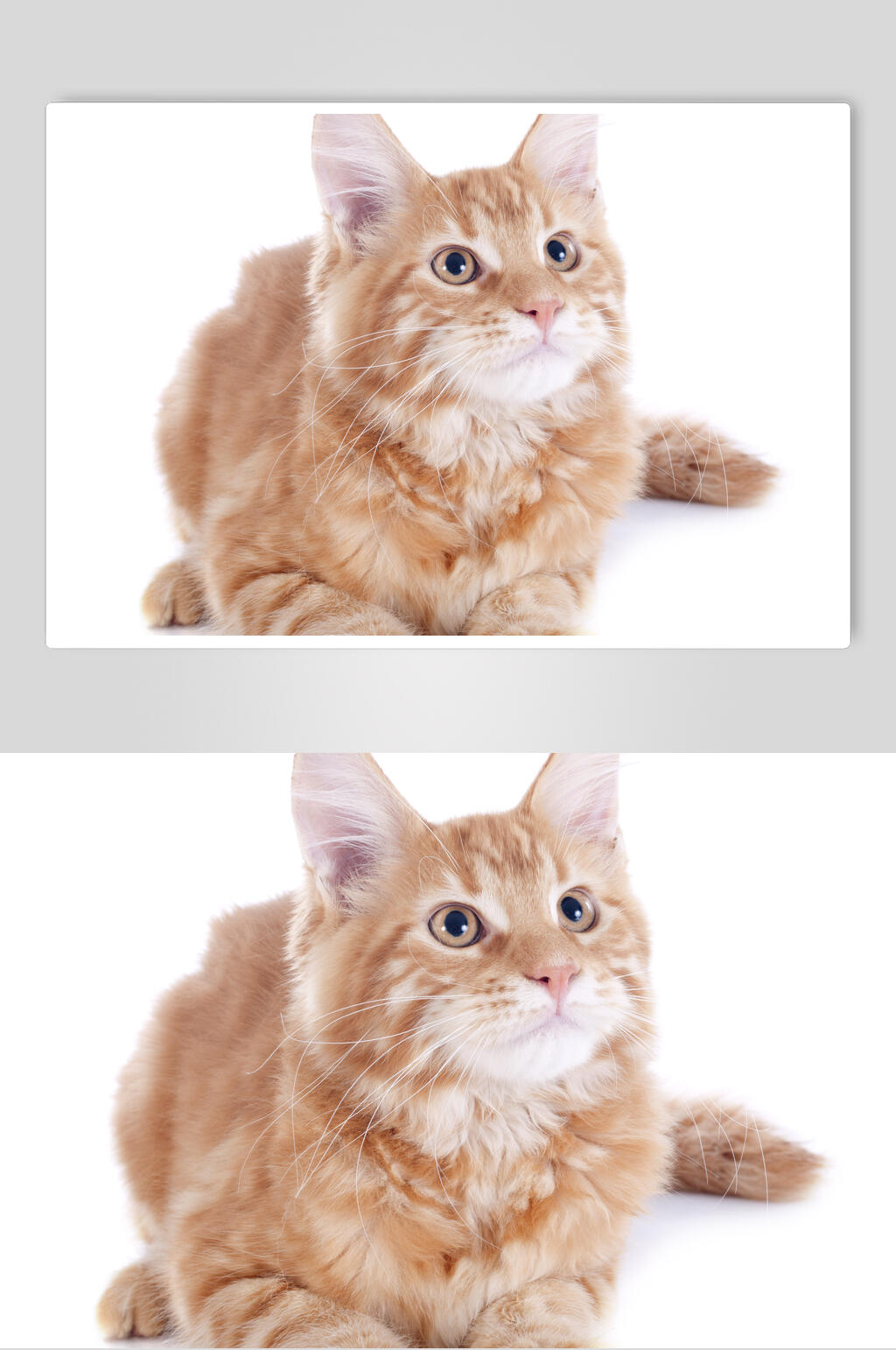 橘猫猫咪摄影图素材
