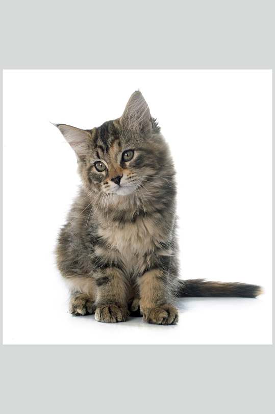 狸花猫猫咪摄影图