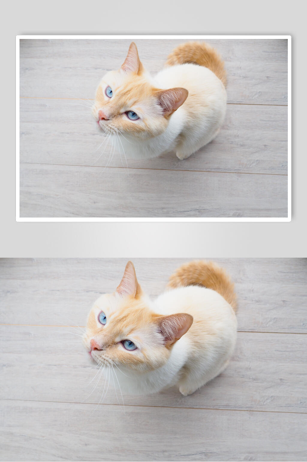 黄白猫猫咪高清摄影图片素材
