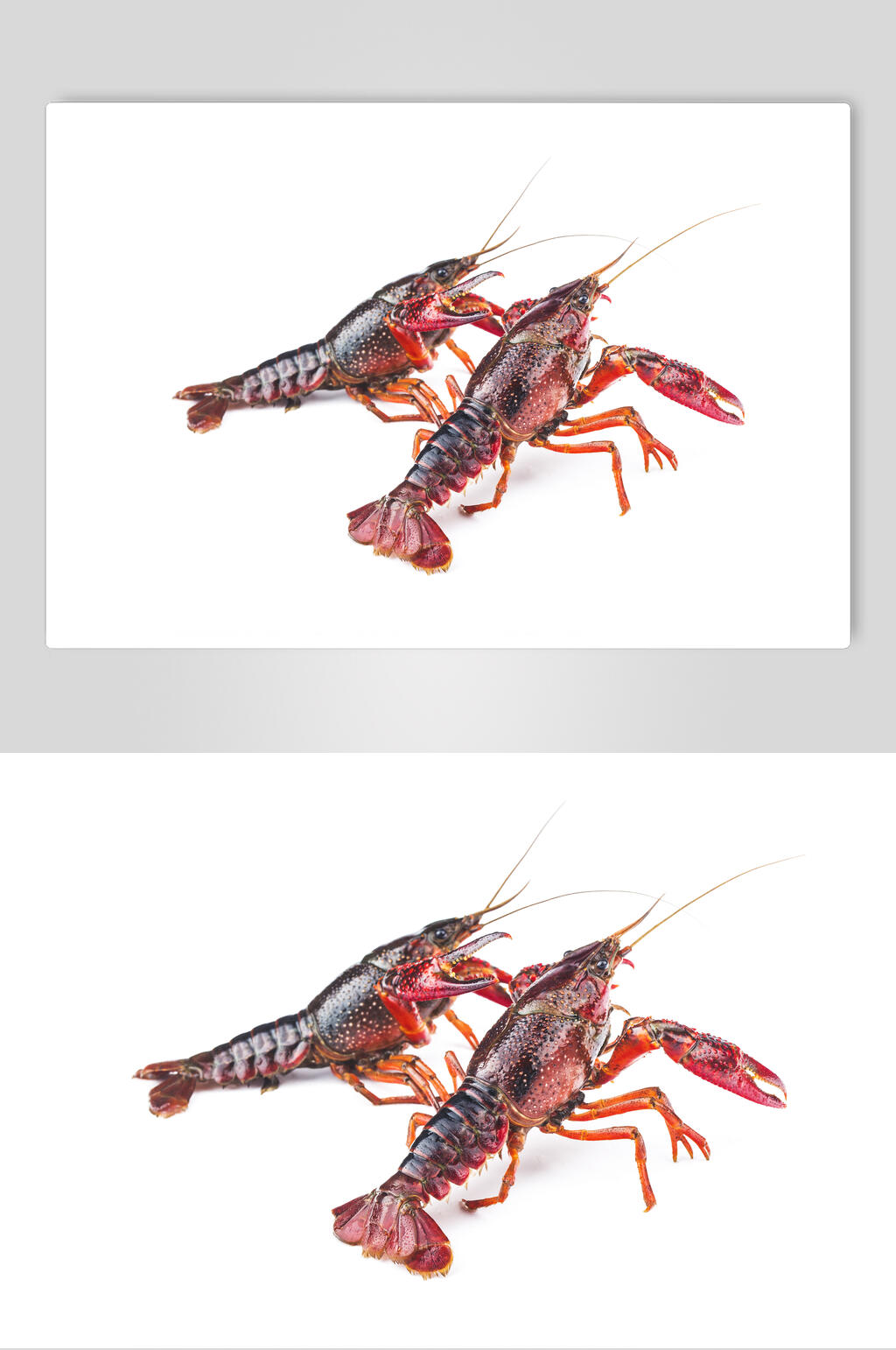 白底食品虾类海鲜图片素材