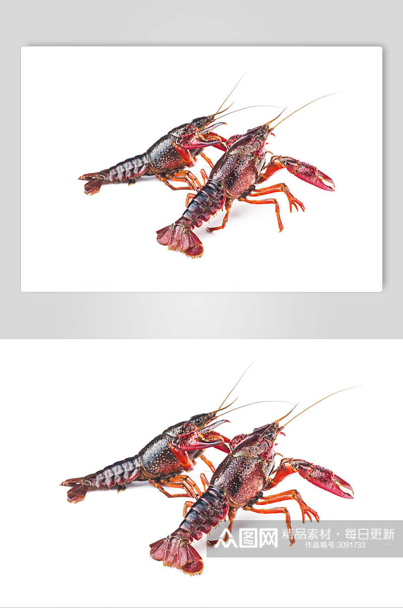 白底食品虾类海鲜图片素材