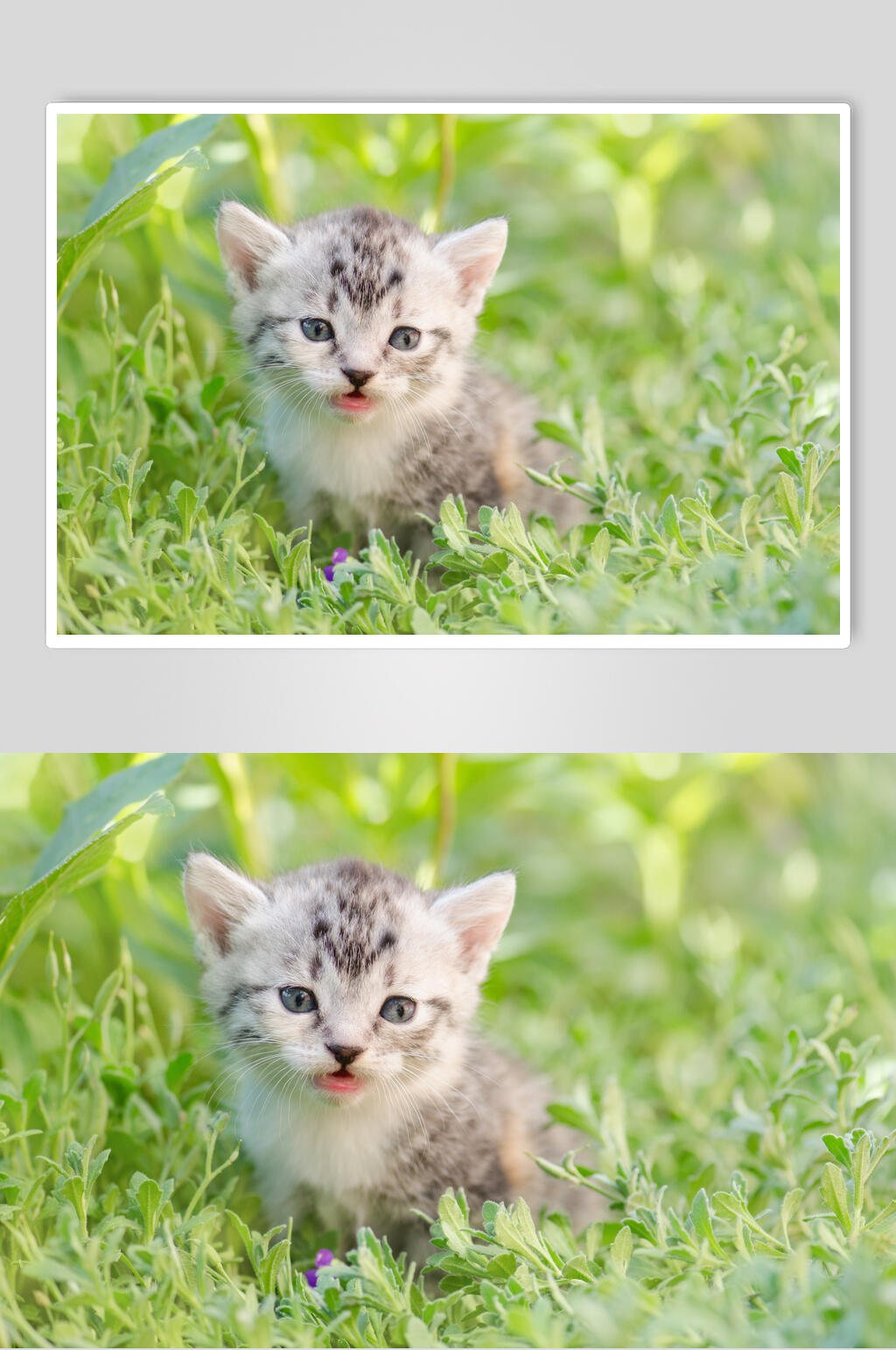 小猫猫咪摄影图素材
