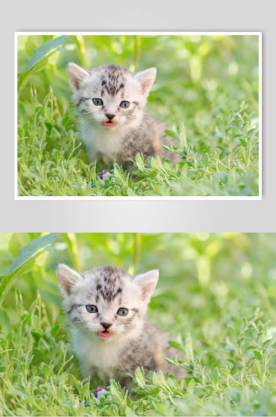 小猫猫咪摄影图