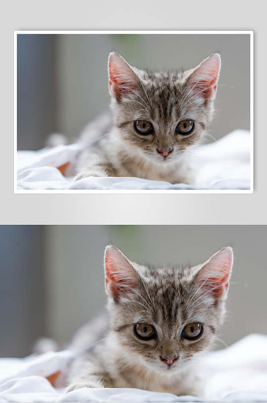 可爱小花猫图片-可爱小花猫素材下载-众图网