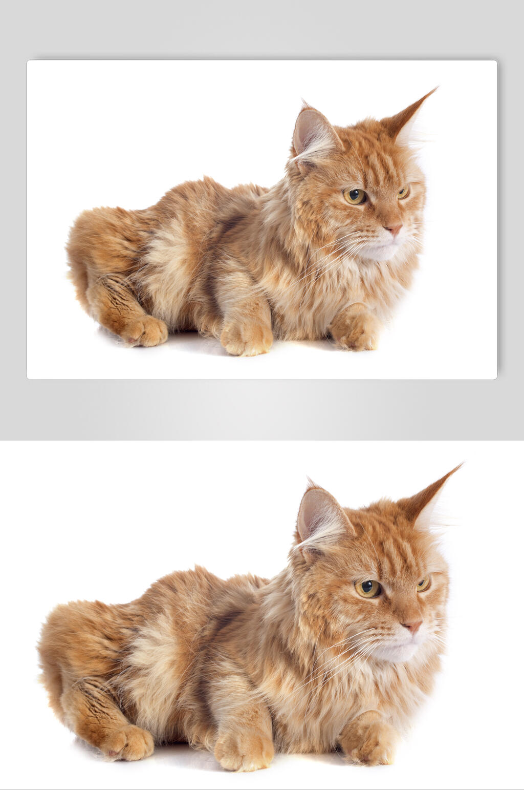 猫橘猫咪高清摄影图片素材