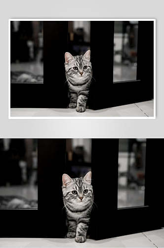 黑色条纹猫咪摄影图