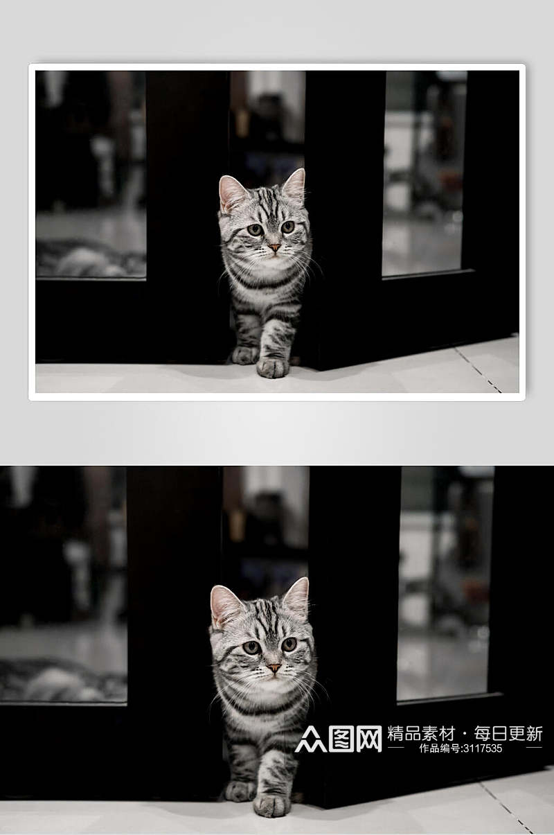 黑色条纹猫咪摄影图素材