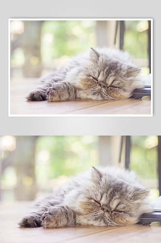 加菲猫猫咪高清摄影图片