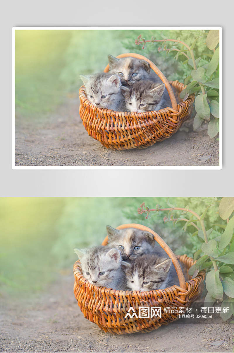 小猫猫咪高清摄影图片素材