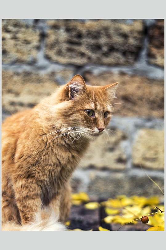 高级工致猫咪夏季摄影图
