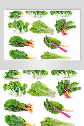 绿色有机蔬菜青菜白底食品图片