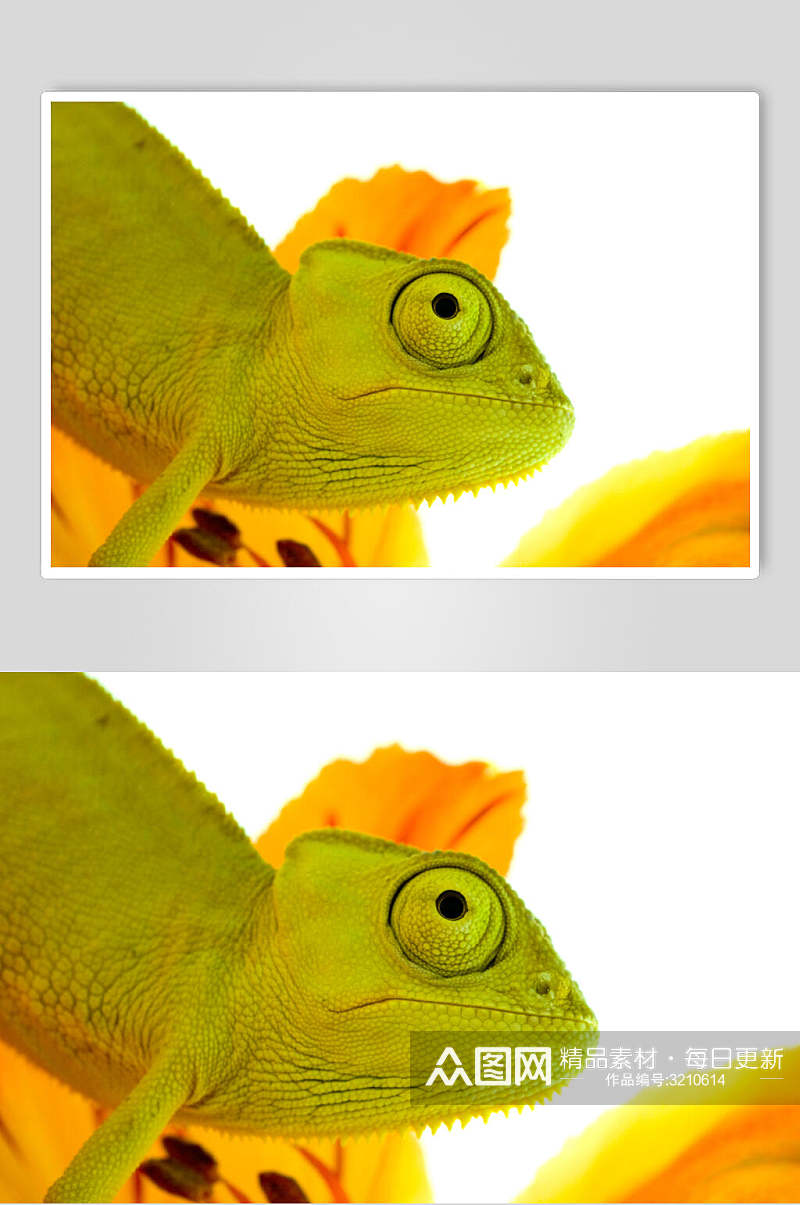 蜥蜴变色龙图片素材