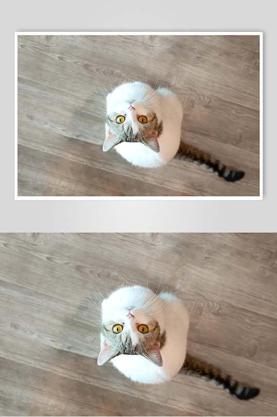 ̧ͷèӰͼƬ