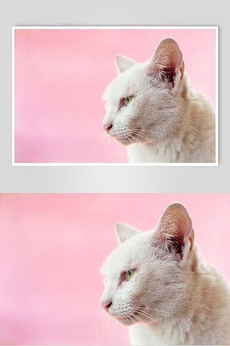 白猫猫咪高清摄影图片