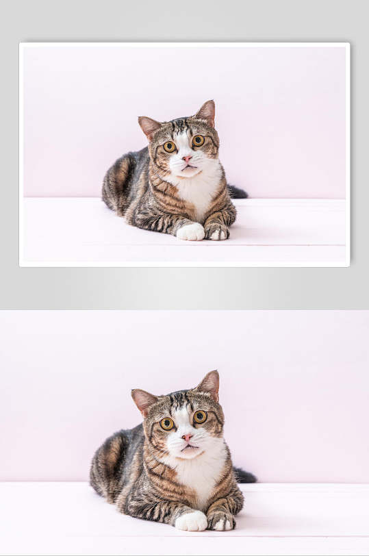 狸花猫猫咪高清摄影图片