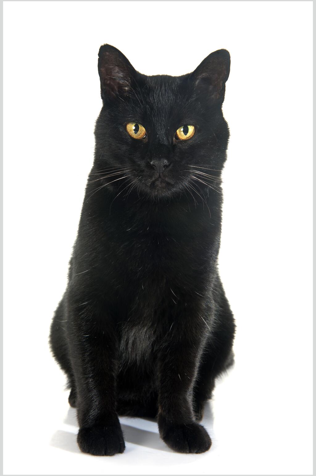 黑色猫咪认真坐着高清摄影图片
