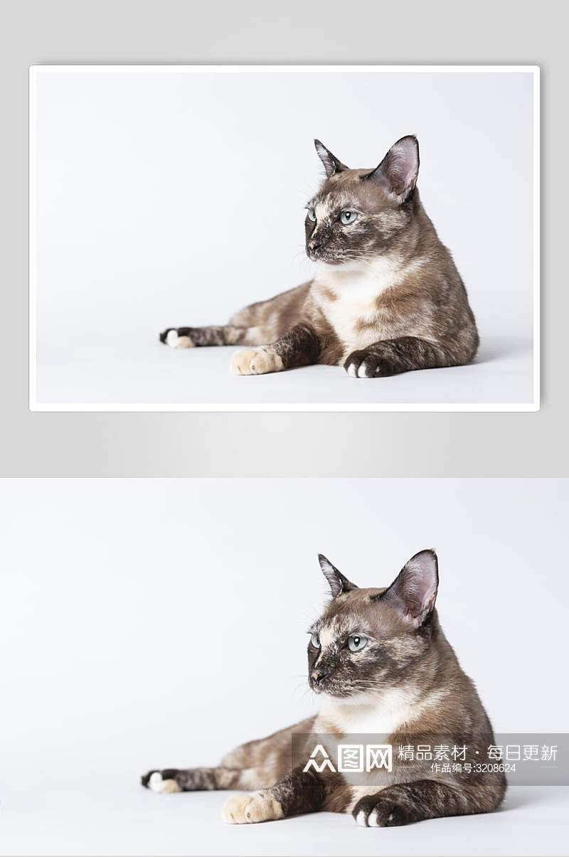 猫咪高清摄影图片素材