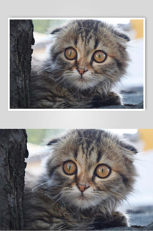 小花猫图片 小花猫素材下载 众图网