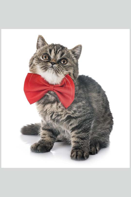 猫咪戴蝴蝶结高清摄影图片